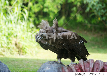 ハゲタカ 29423487