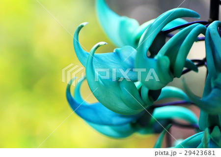 ヒスイカズラ 29423681