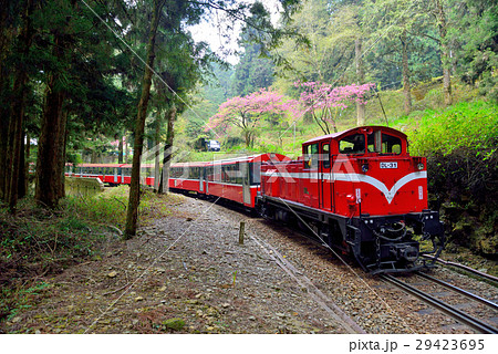 阿里山 花 フラワー 29423695
