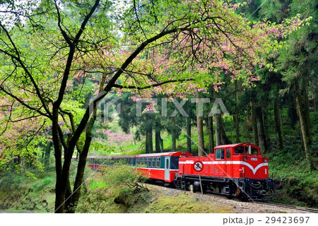 阿里山 花 フラワー 29423697