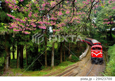 阿里山 桜 さくら 29423700