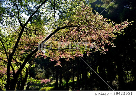 阿里山 花 フラワー 29423951
