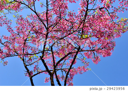 阿里山 花 フラワー 29423956