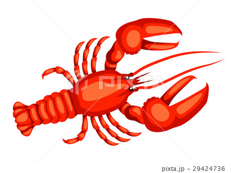 Red lobster. Isolated illustration of seafood on Red lobster. Isolated illustration of seafood on 29424736