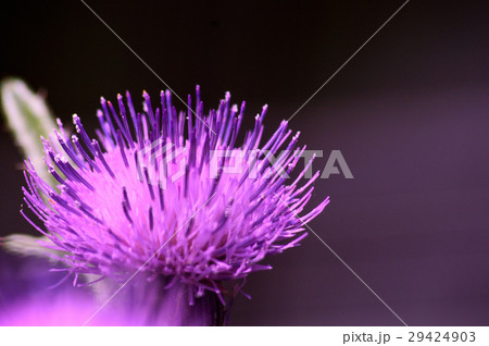 アザミの花 余白の写真素材