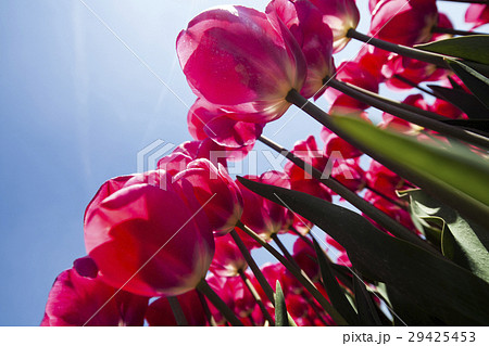 Fresh spring tulips with sky 29425453