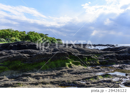 佐島公園　海岸　磯場 29426122
