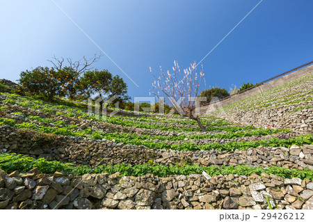 遊子水荷浦の段畑 29426212