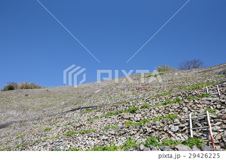 遊子水荷浦の段畑 29426225