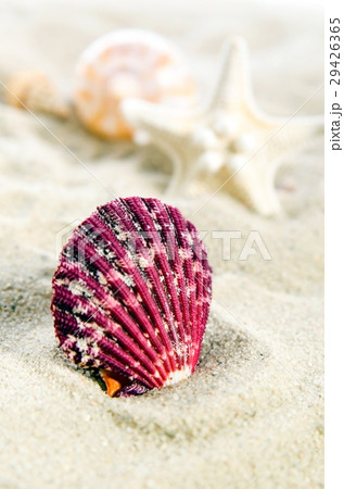 Few shells on the golden beach. 29426365