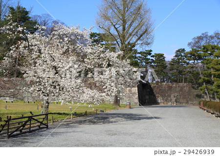 京都　春の元離宮二条城　桜の園 29426939