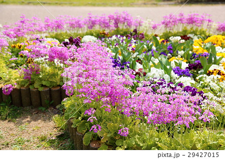 サクラソウの花の写真素材 サクラソウの花の写真素材