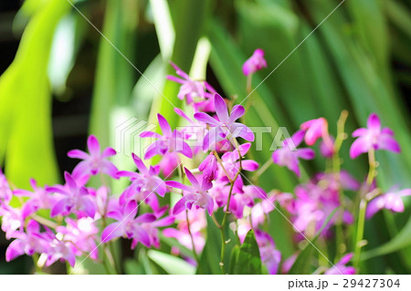 小さいランの花の写真素材 29427304 Pixta