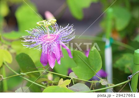 トケイソウの花 パッシフローラ ビフロラの写真素材