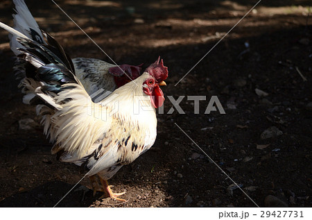 野生化したニワトリ 鶏の写真素材
