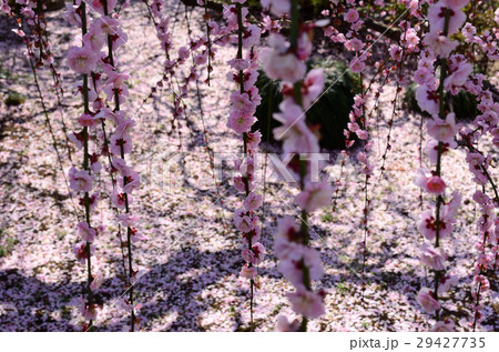 しだれ梅 29427735