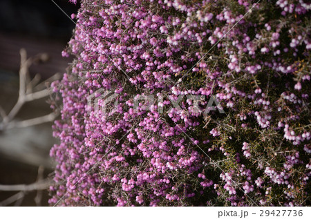 ジャノメエリカ・蛇の目エリカ 29427736