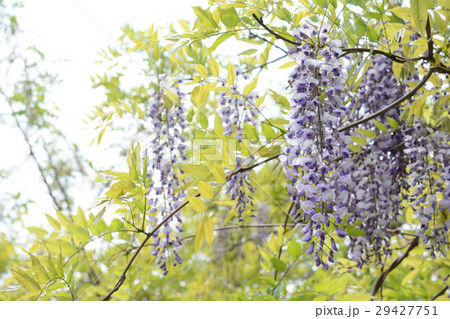 藤の花　初夏 29427751