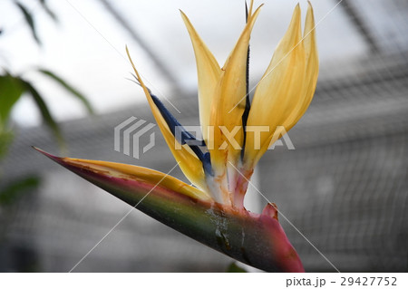 ストレリチアの花（極楽鳥花） 29427752