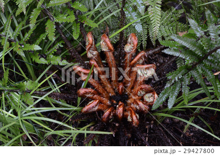 大きく育ったシダ・羊歯 29427800
