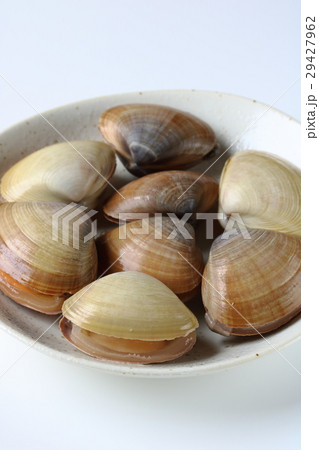 活バカガイ 29427962