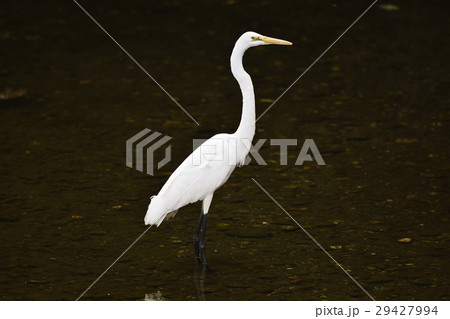 サギ 鷺 さぎ Heron ダイサギ コウノトリ目 サギ科 サギ 鷺 さぎ Heron ダイサギ コウノトリ目 サギ科 29427994