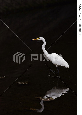 サギ　鷺　さぎ　Heron　ダイサギ　コウノトリ目　サギ科 29427995