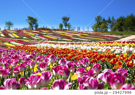 那須フラワーワールド　チューリップ 29427996