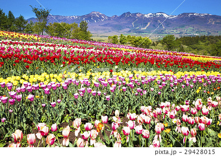那須フラワーワールド チューリップ 那須フラワーワールド チューリップ 29428015