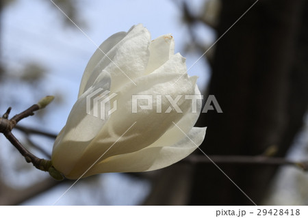 木蓮 モクレン 木蓮 モクレン 29428418