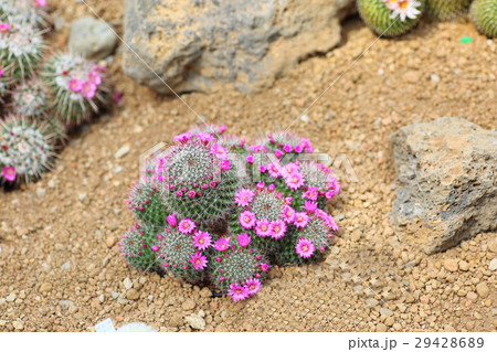 サボテンの花 29428689