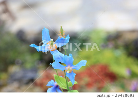 青いケシの花　メコノプシス 29428693