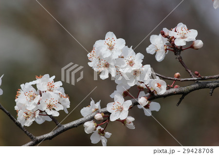 ベニバスモモ 29428708