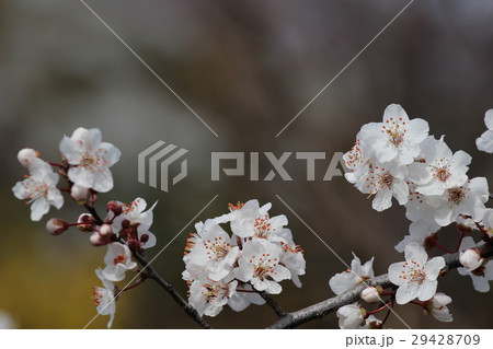 ベニバスモモ ベニバスモモ 29428709