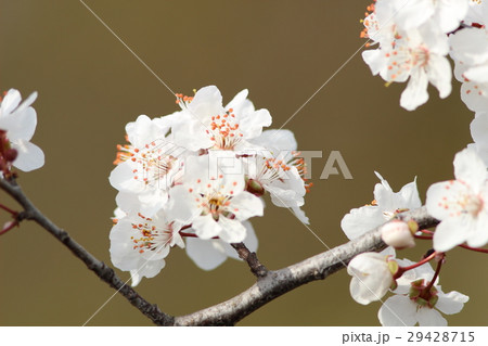 ベニバスモモ ベニバスモモ 29428715