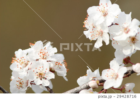 ベニバスモモ ベニバスモモ 29428716