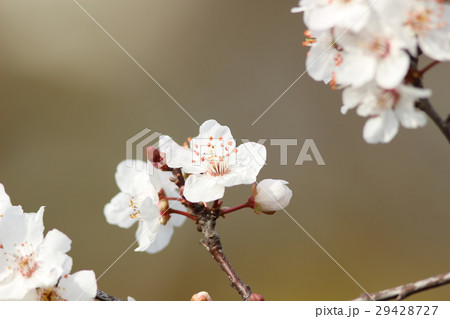 ベニバスモモ ベニバスモモ 29428727