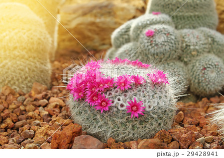 Cactus 29428941