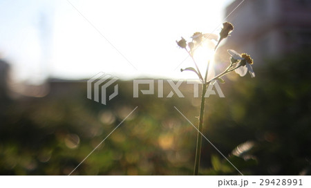 小花 小さい花 小さな花 29428991
