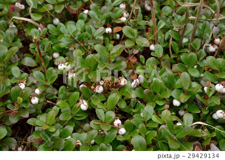 シラタマノキ シラタマノキ 29429134