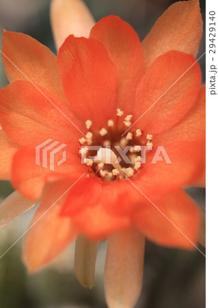 サボテン花 29429140