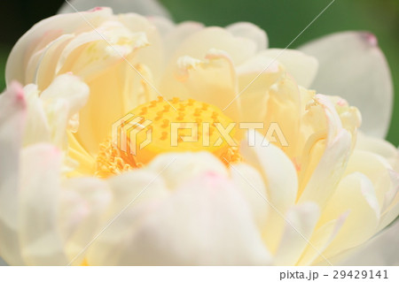 蓮、咲き始め 29429141