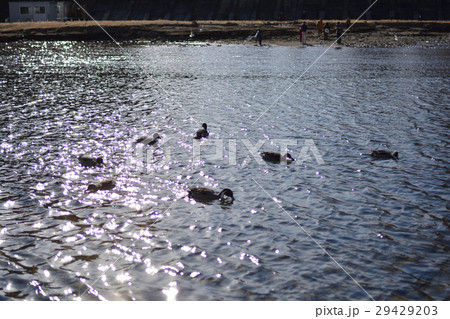 仙台・広瀬川 29429203