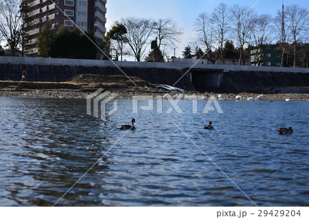 仙台・広瀬川 29429204