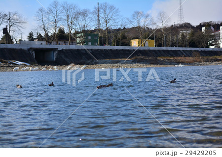 仙台・広瀬川 29429205