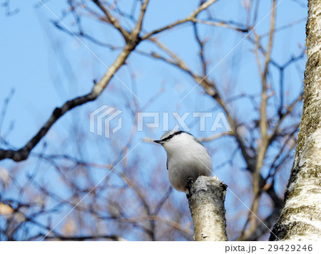 ゴジュウカラ 29429246