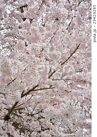 宮城・大衡城跡公園 29429265