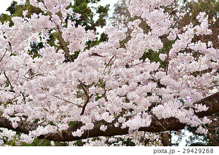 宮城・大衡城跡公園 宮城・大衡城跡公園 29429268
