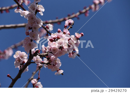 杏子の花 29429270