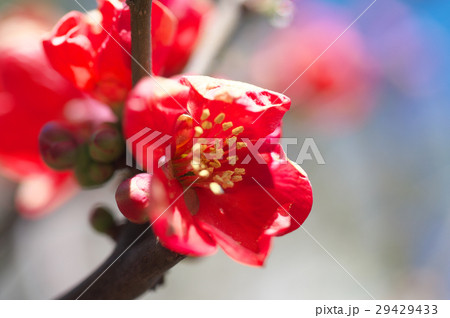 ぼけの花 ぼけの花 29429433